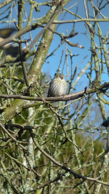 Les tarins des aulnes, oiseaux migrateurs qui nous rendent visite en fin d'hiver
