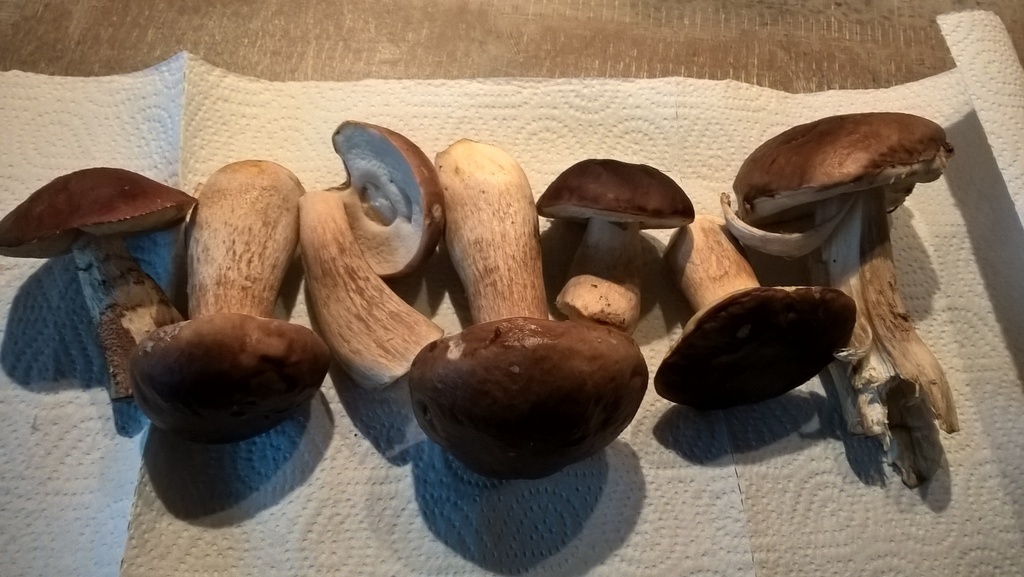 Belle cueillette de cèpes... en forêt