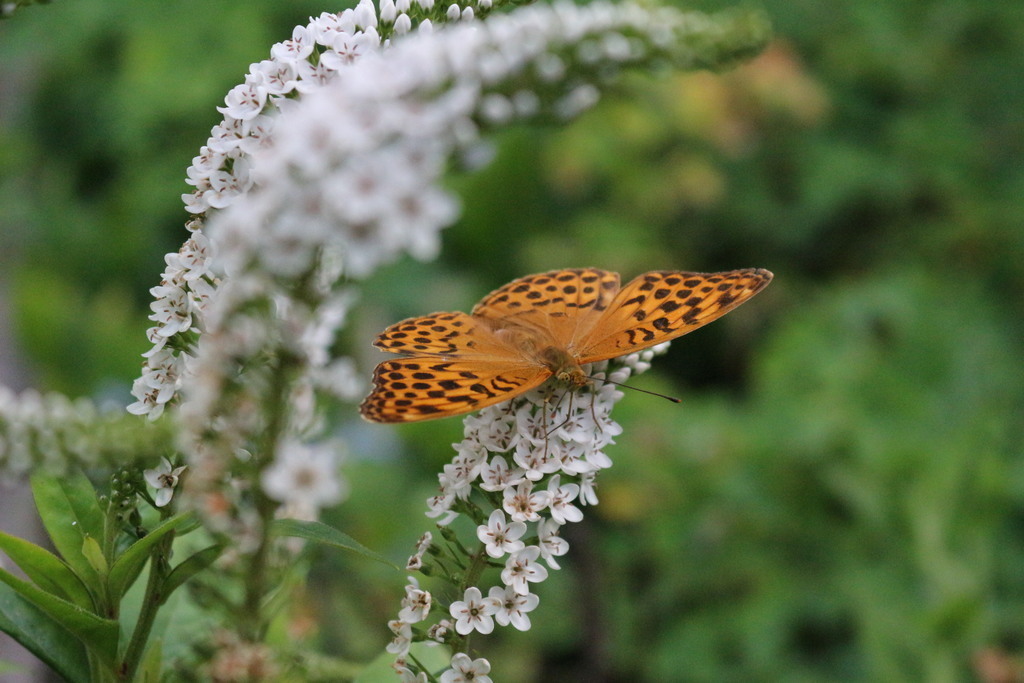 Fleurs et habitants du jardin en été
