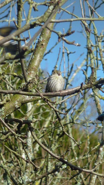 Les tarins des aulnes, oiseaux migrateurs qui nous rendent visite en fin d'hiver