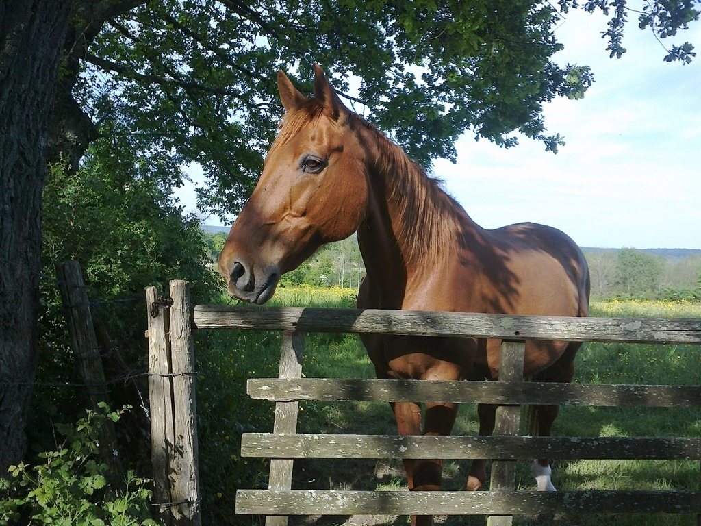 Des chevaux, auxquels on peut rendre visite.