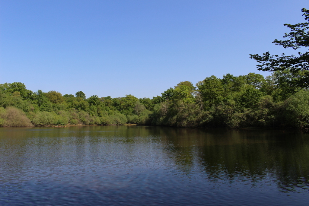 Etang, promenade en forêt à proximité