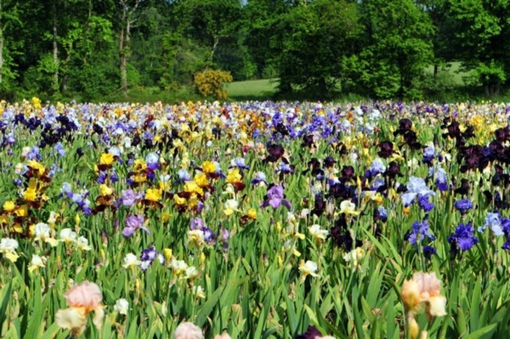 Garden of iris Bubry