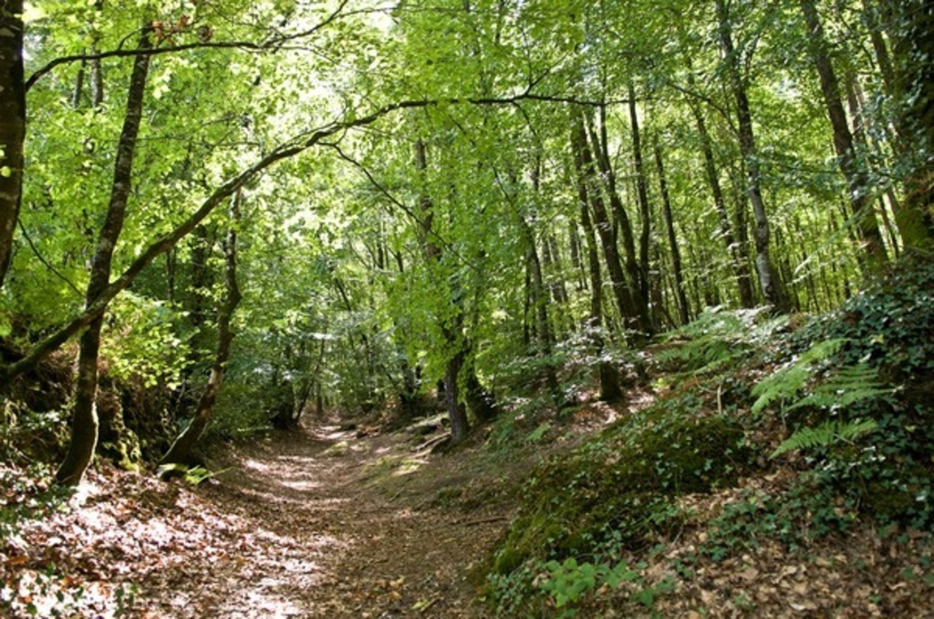 forest of Camors
