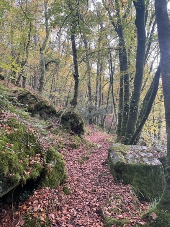 dans la forêt du guerledan