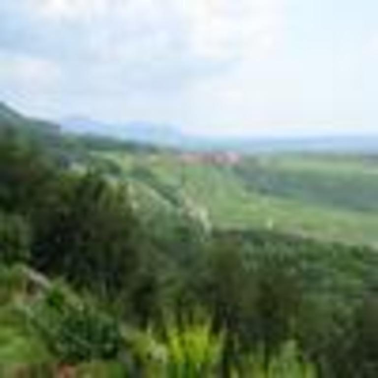 a part of the vineyard, close to the house