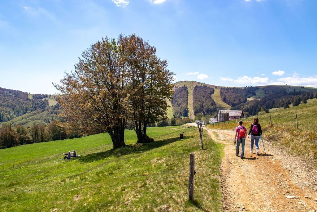 Hiking in the little mountains, Les Vosges. Here : le Markstein, 50 man away from our home. 