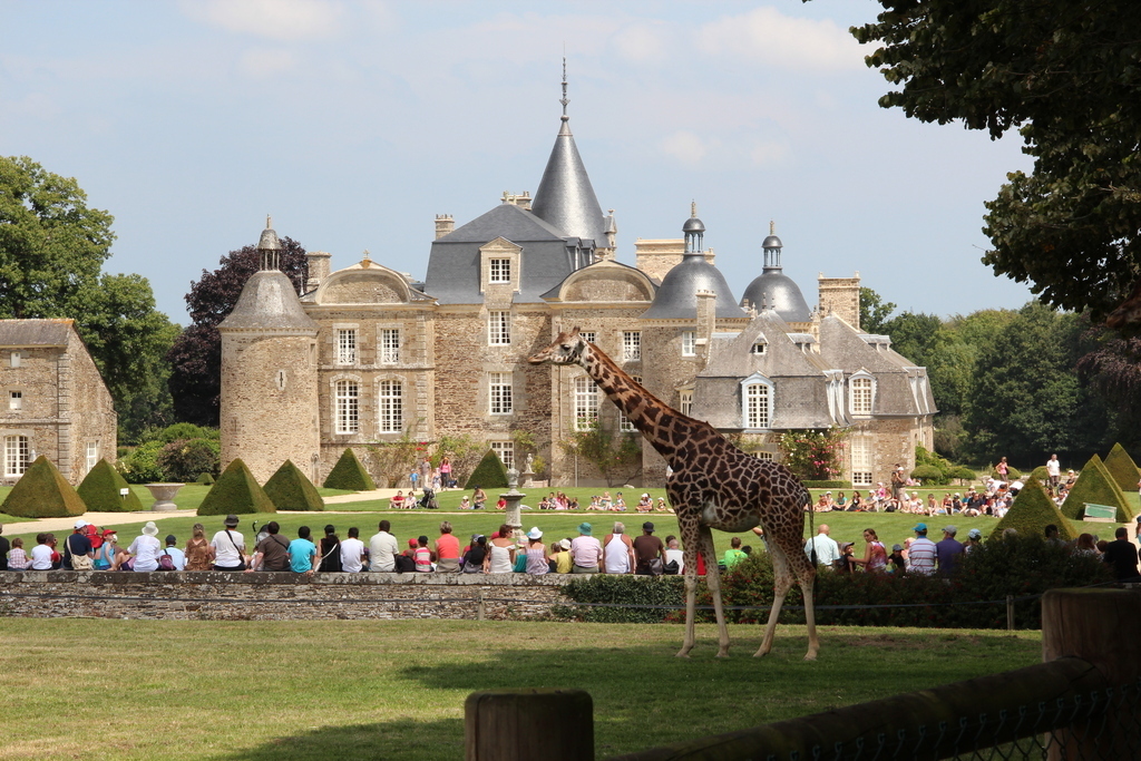 Giraffe - Zoo de la Bourbansais (45 min drive)