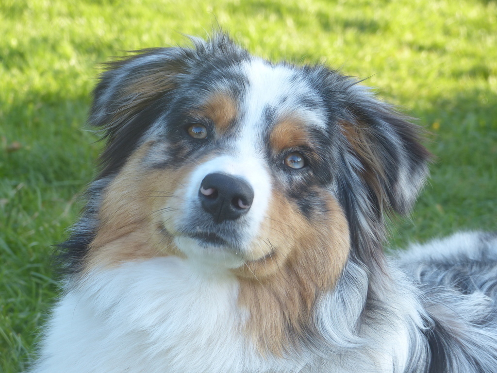 Pixies, our lovely dog