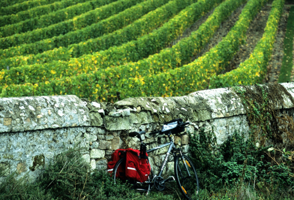 the vineyard - many places where you can have a direct "degustation" (tasted) with the vinegrower