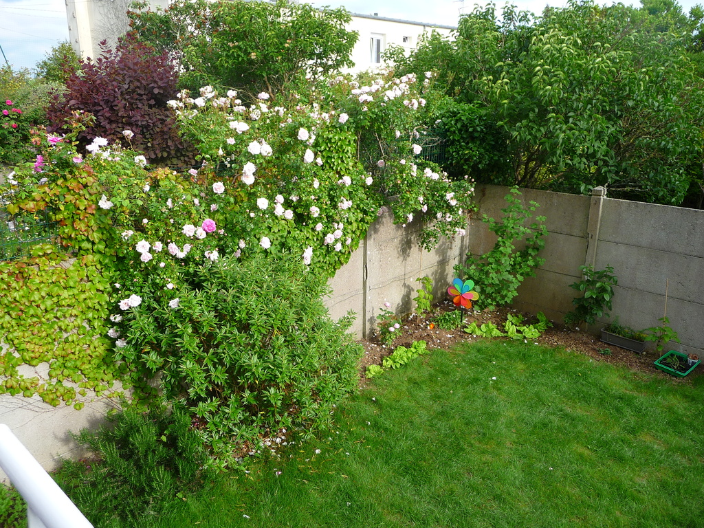 our garden, with nice roses in 
June