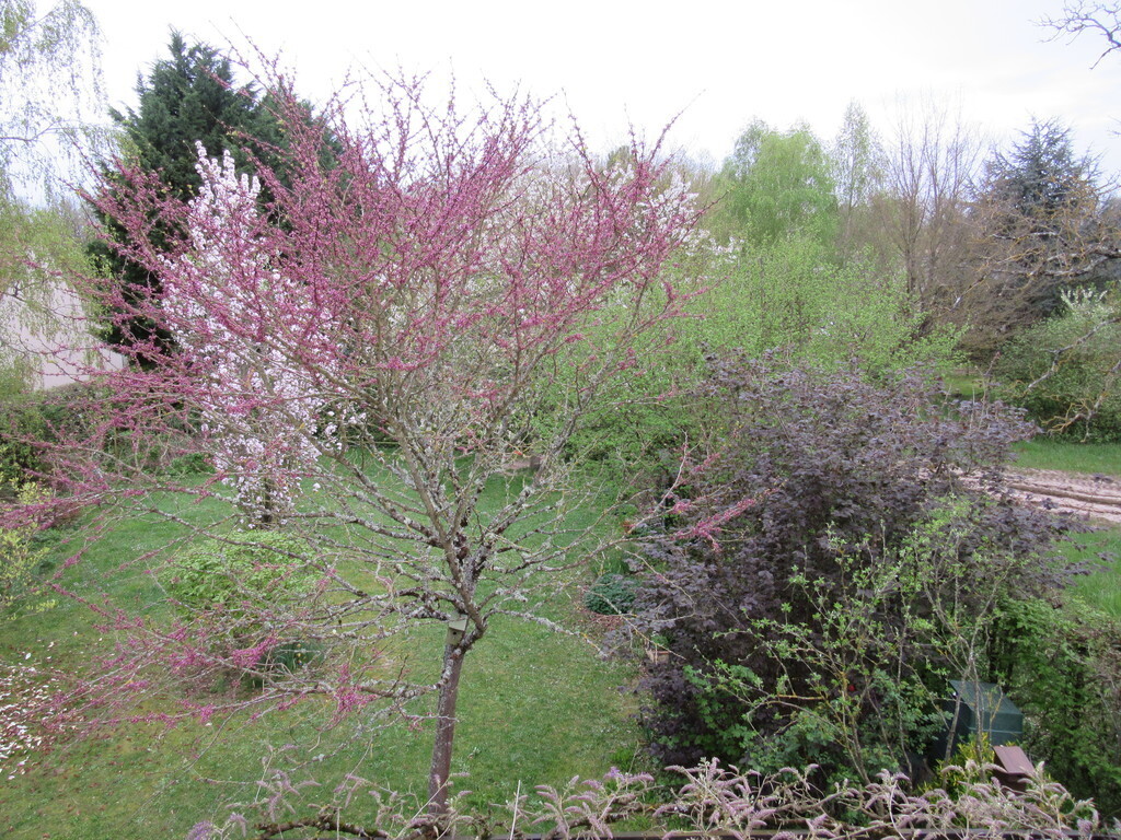 View of the garden from the parental room