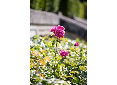 In the castle gardens in Auvers-sur-Oise.