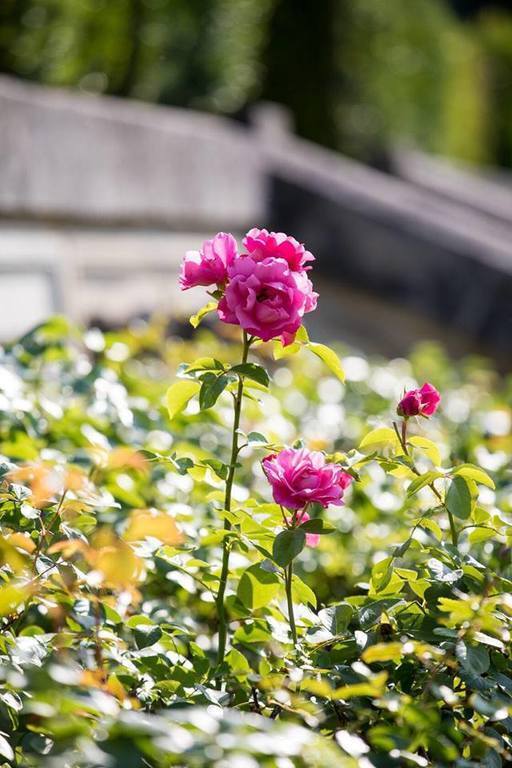 In the castle gardens in Auvers-sur-Oise.