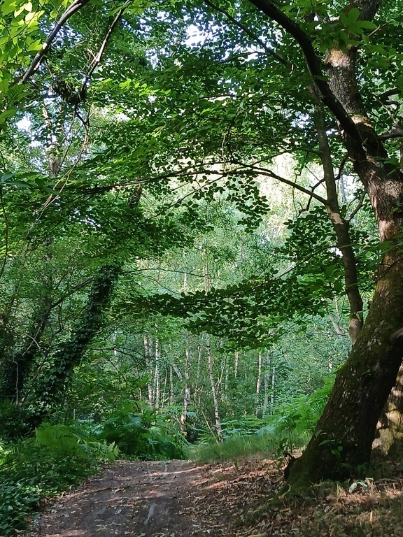 Forest near the house
