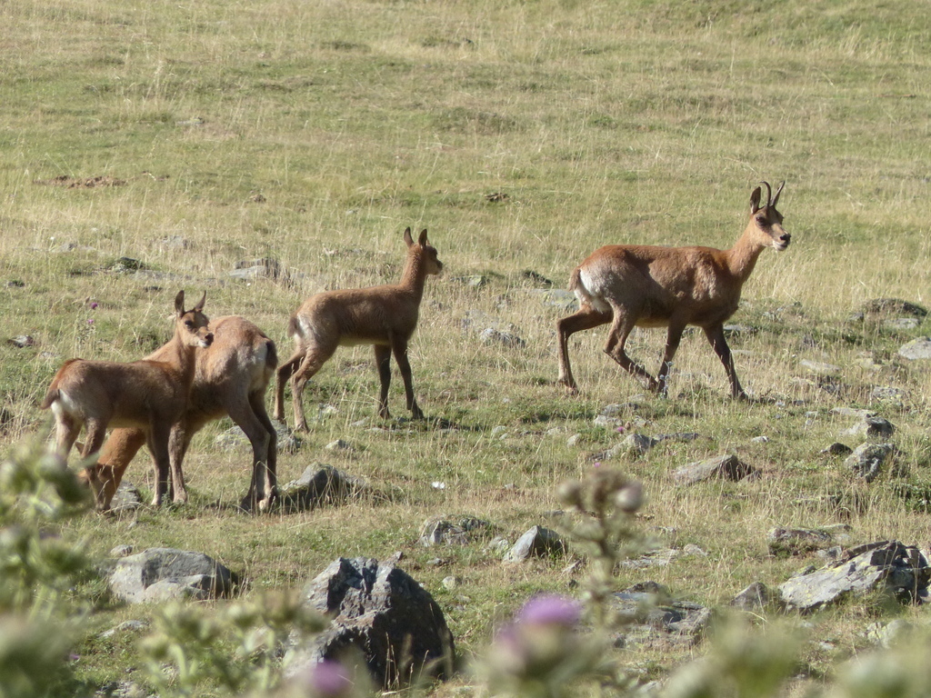 izards vallée du Badet à Piau Engaly