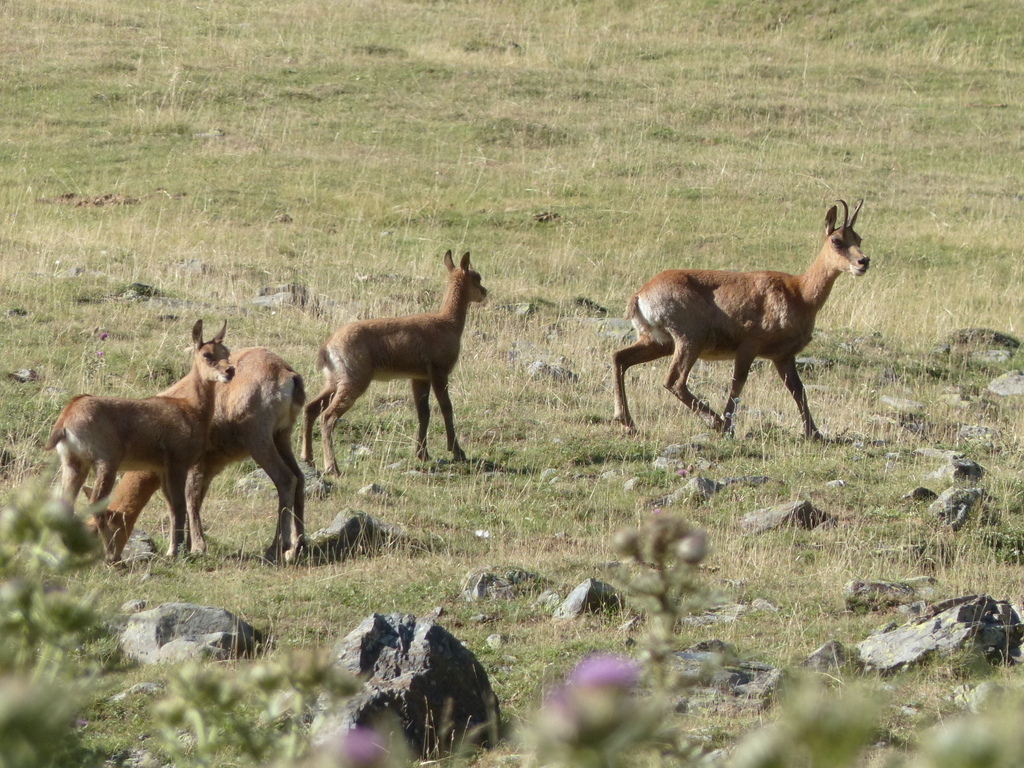 izards vallée du Badet à Piau Engaly