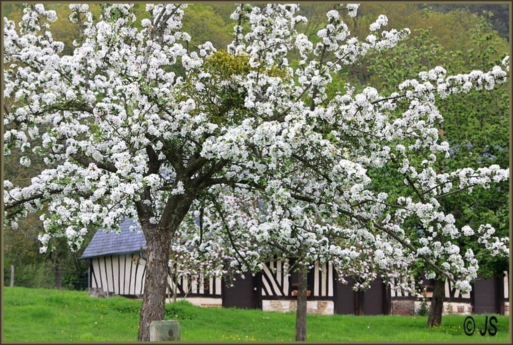 Typical landscape in Normandy: apple trees in bloom, in May.