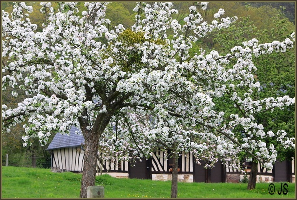 Typical landscape in Normandy: apple trees in bloom, in May.