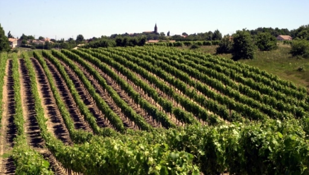 Vignes de Fronton à quelques km