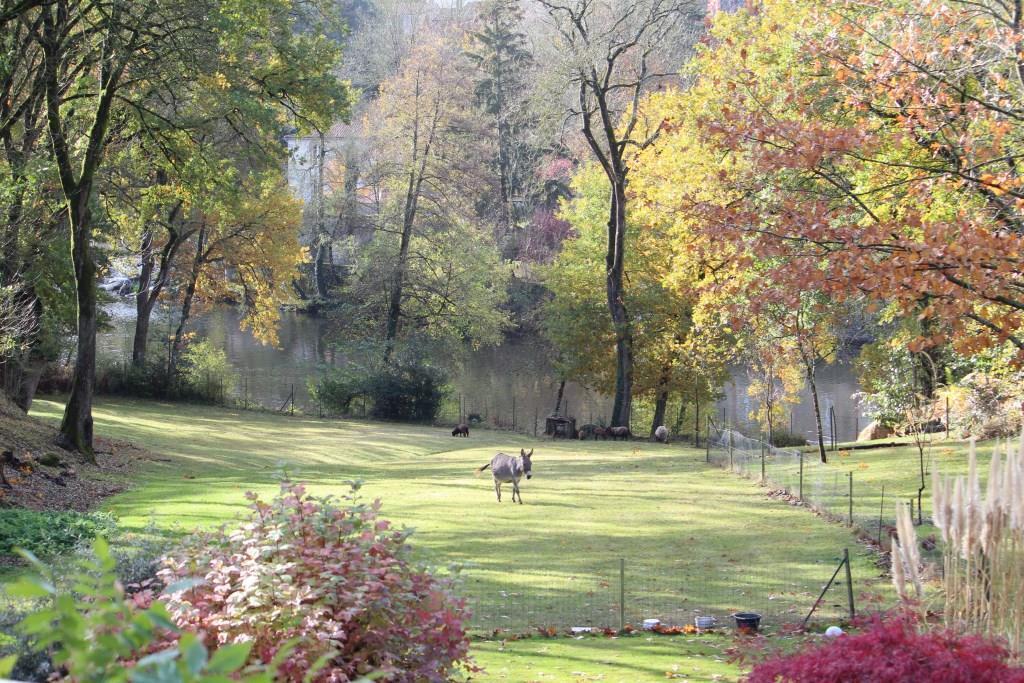 from house on autumn