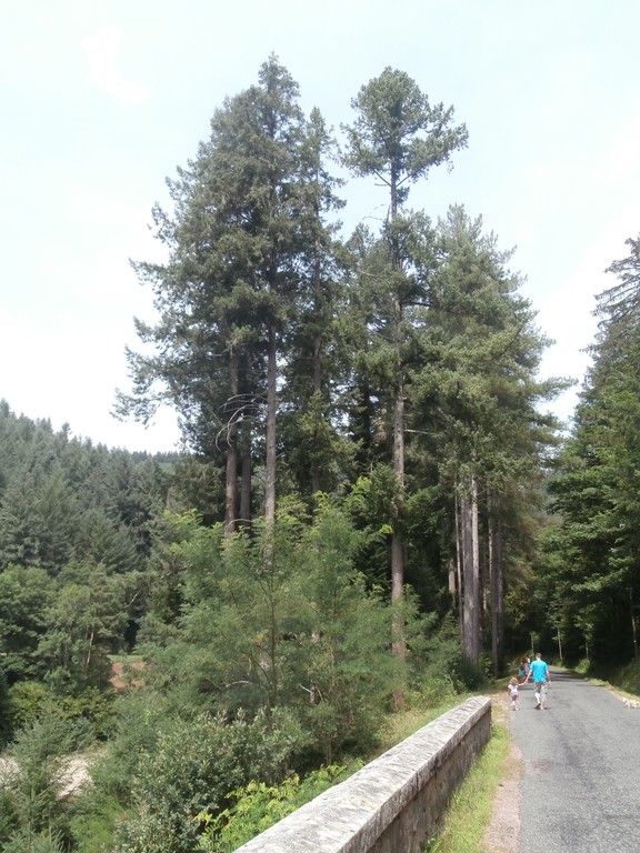 Douglas le plus haut de France 1 h