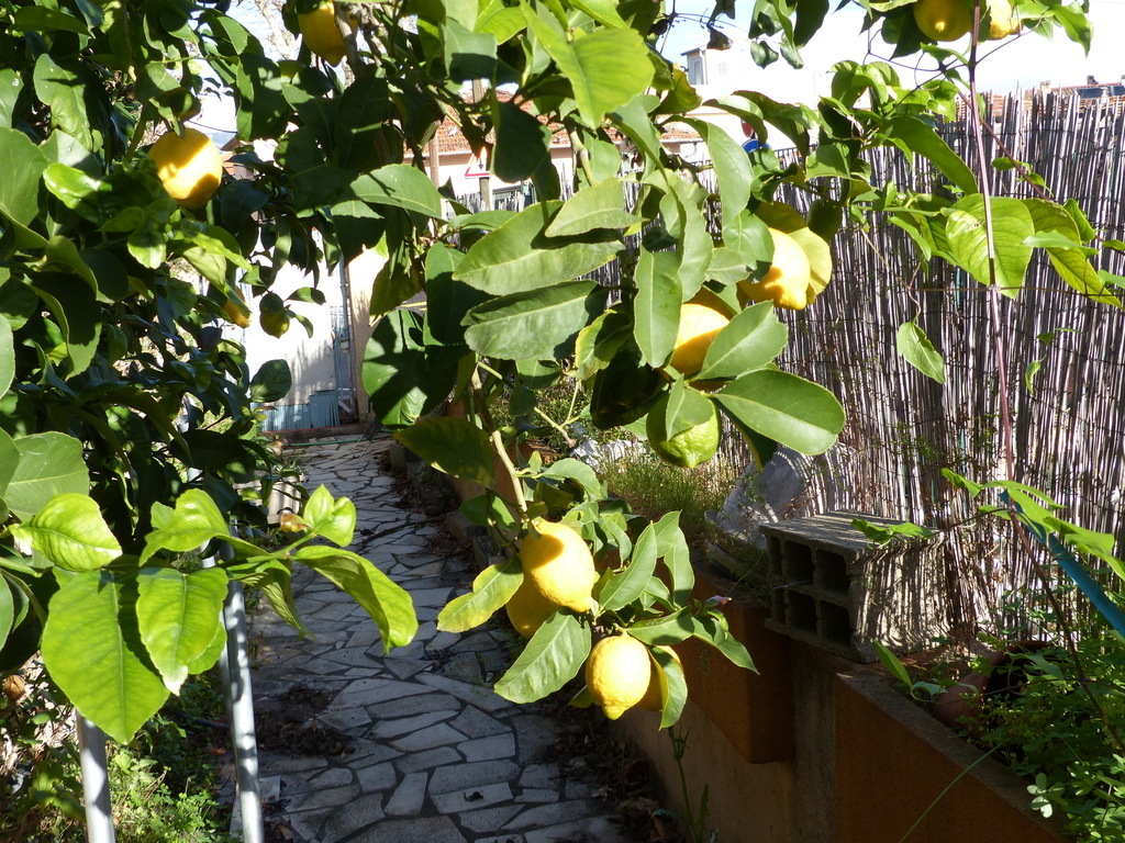 The lemon trees branch coming on our terrace.