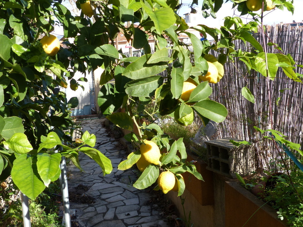 The lemon trees branch coming on our terrace.