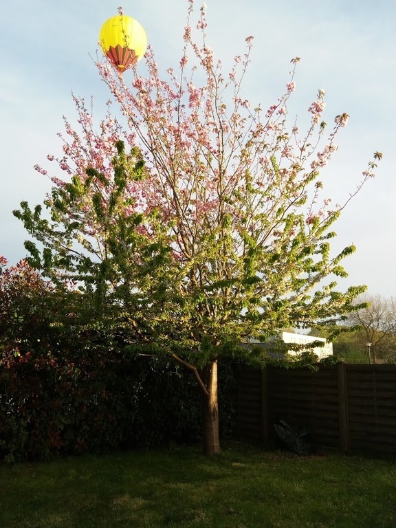 Hot air balloon above the garden!