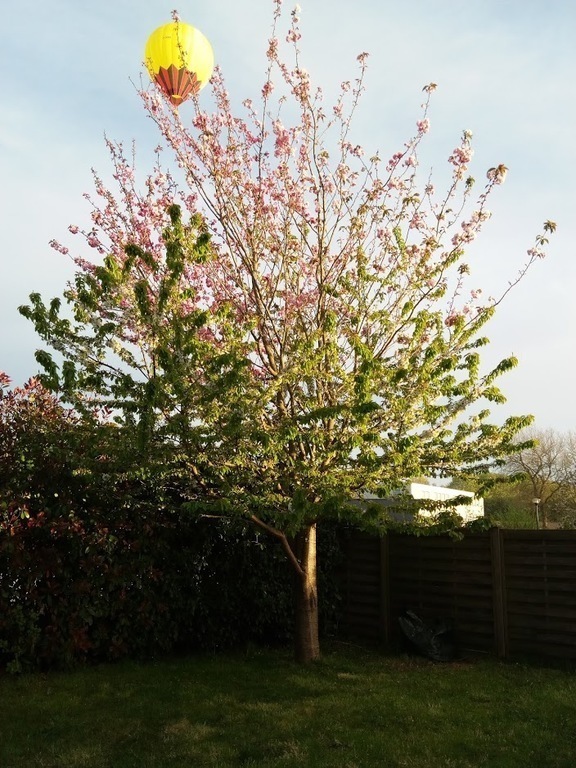 Hot air balloon above the garden!