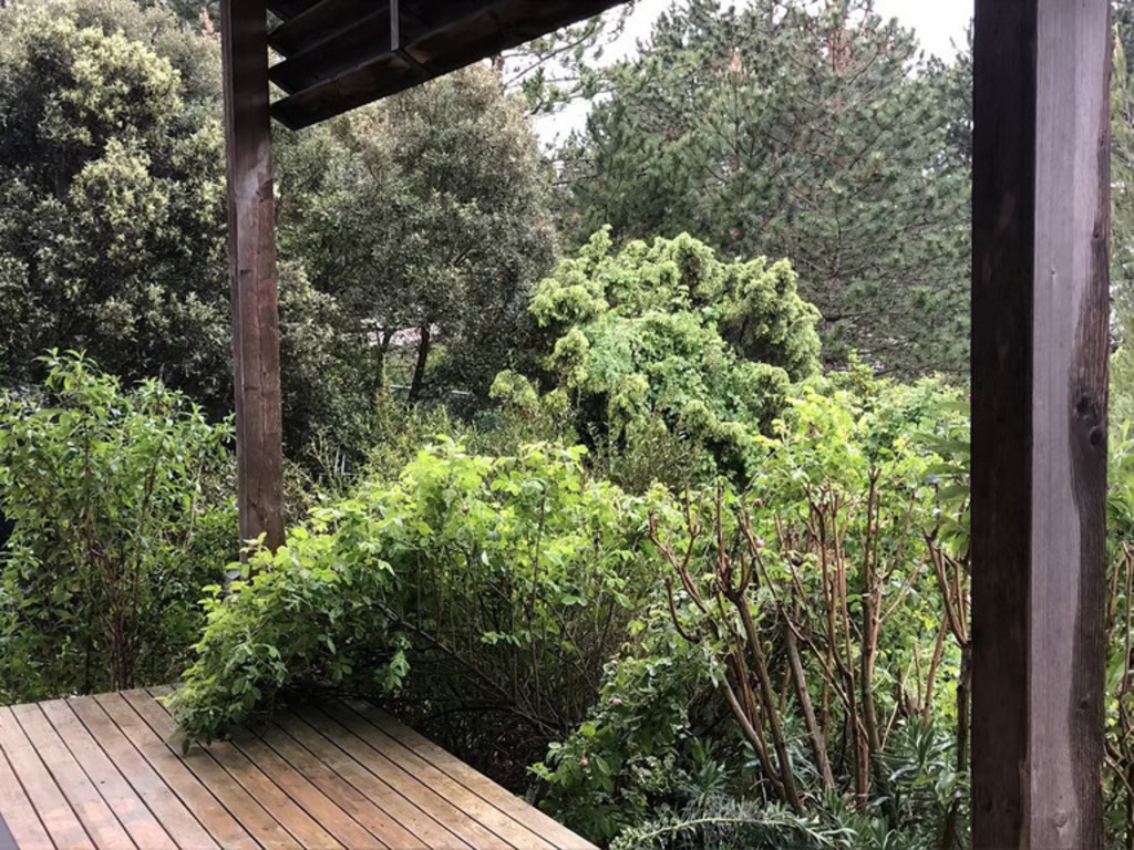 The garden under a downpour in spring 