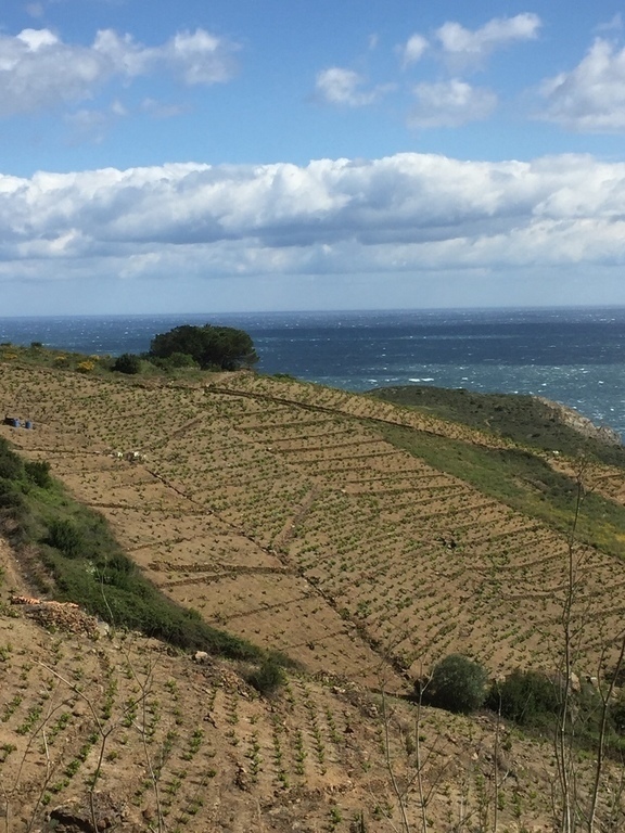 The vine at spring near Méditerranée 