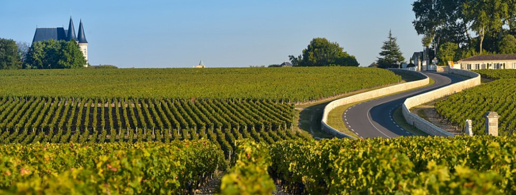 Médoc vineyards 