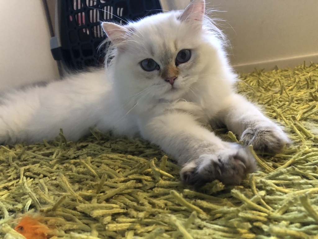 Avel, chill in Tya's room