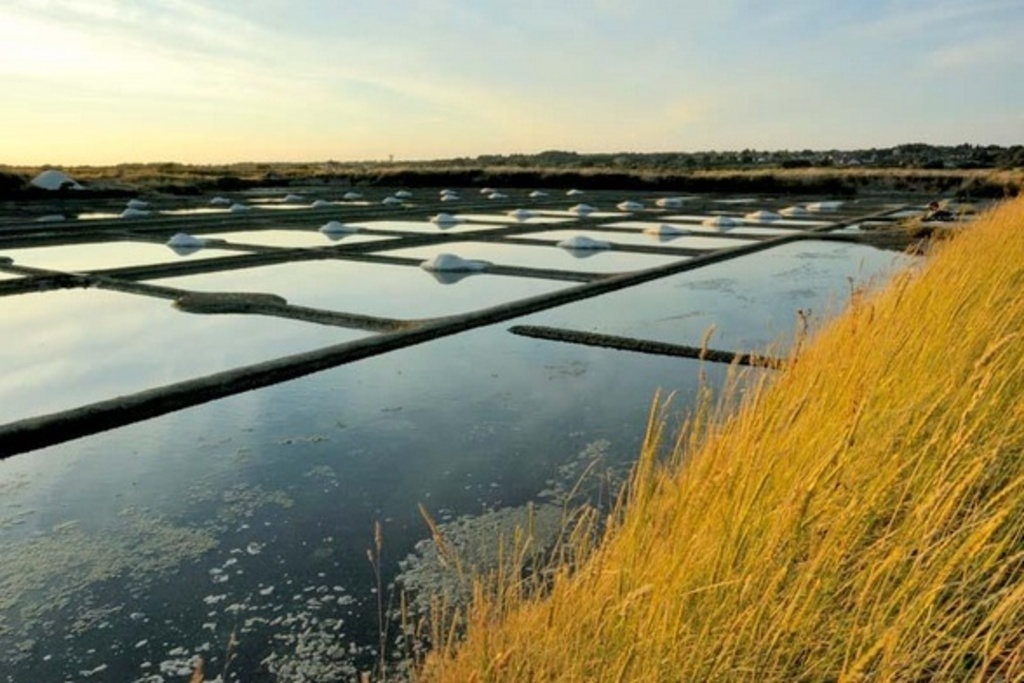 salt marshes - Guérande