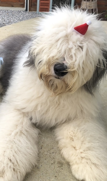 Eddu is ready for Christmas ;)