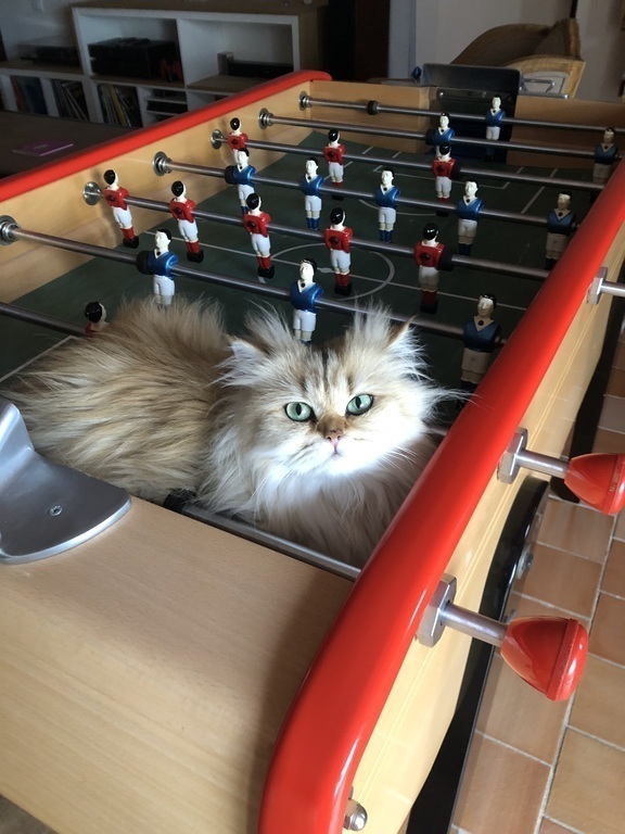 Shelby wants to play baby-foots :)