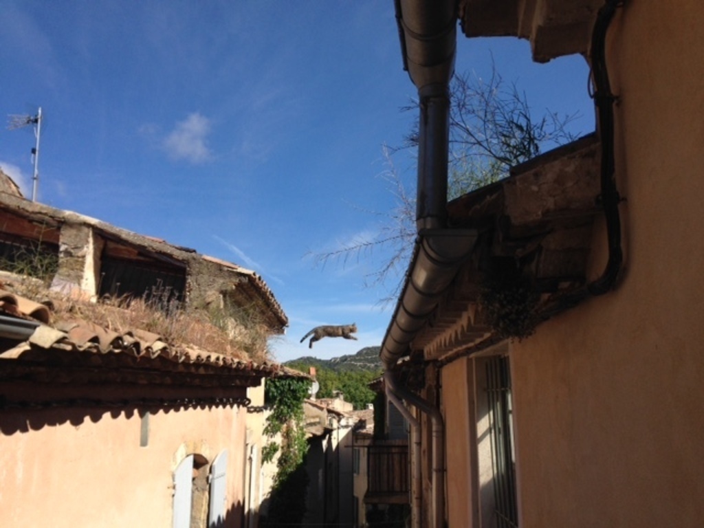 Vie de chat à Lourmarin !