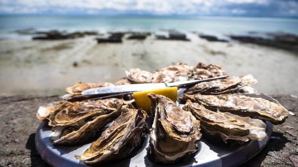 Enjoy oysters Marennes-Oléron & other seafruits (all around)
