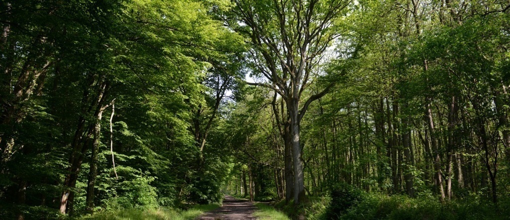 Forest of Breviande (Vert-Saint-Denis)