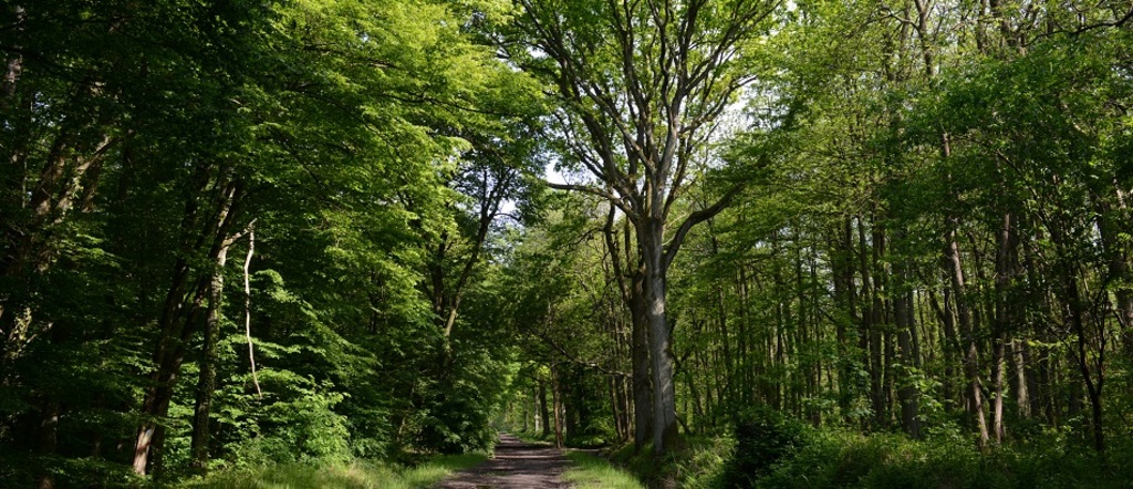 Forest of Breviande (Vert-Saint-Denis)