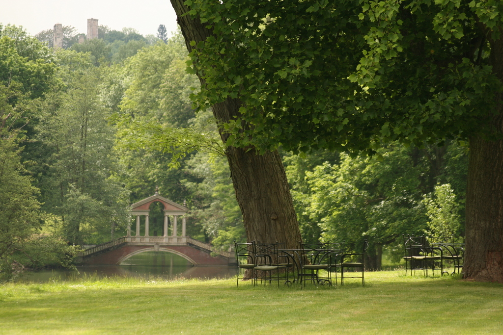 forest close to home