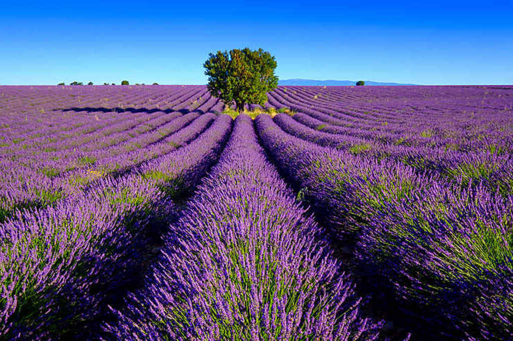 Champs de Lavande à Sault en juillet (40km), Lavander fields in July.