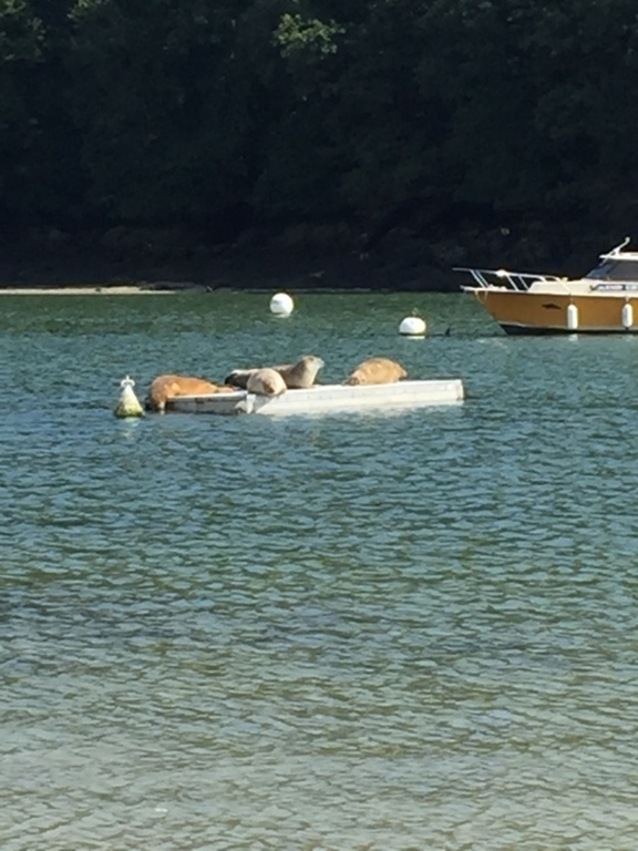 Les phoques de l’Arguenon (200m de la maison)