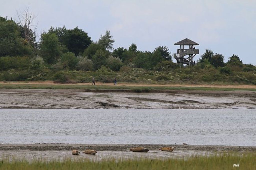 Seals in Salennelles Bay - 30 minutes by car. You need to be a bit lucky to see them.
