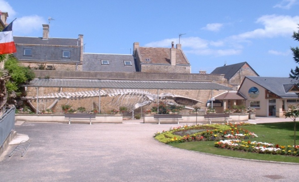 Whale in Luc sur Mer 25 minutes by car