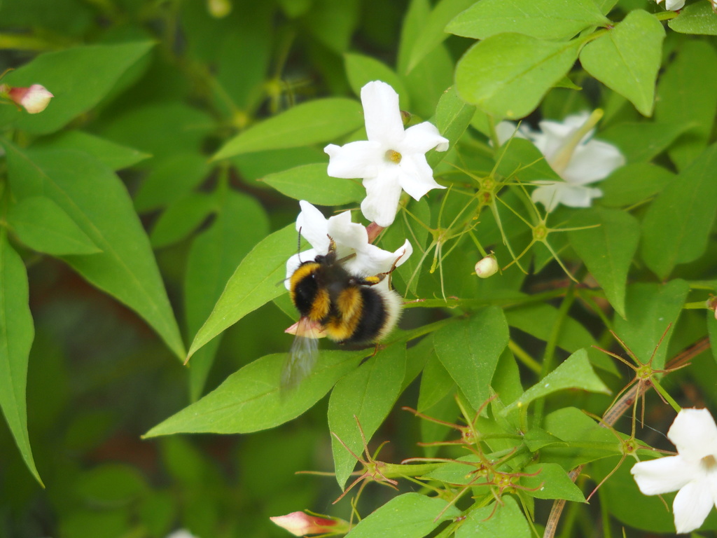 Jasmin très apprécié