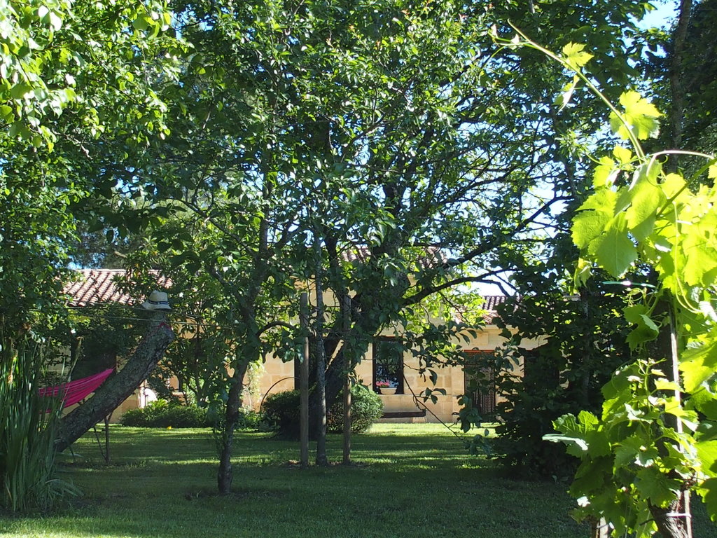 Au milieu des vignes