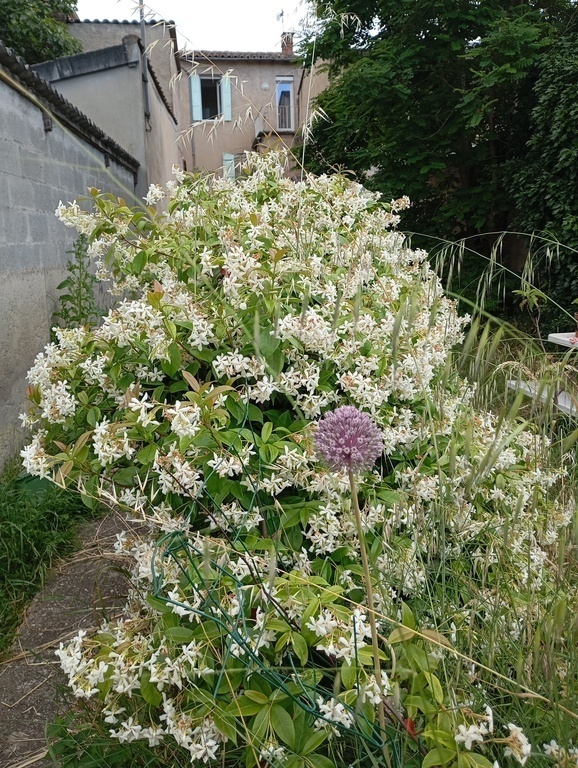 Le jardin / The garden