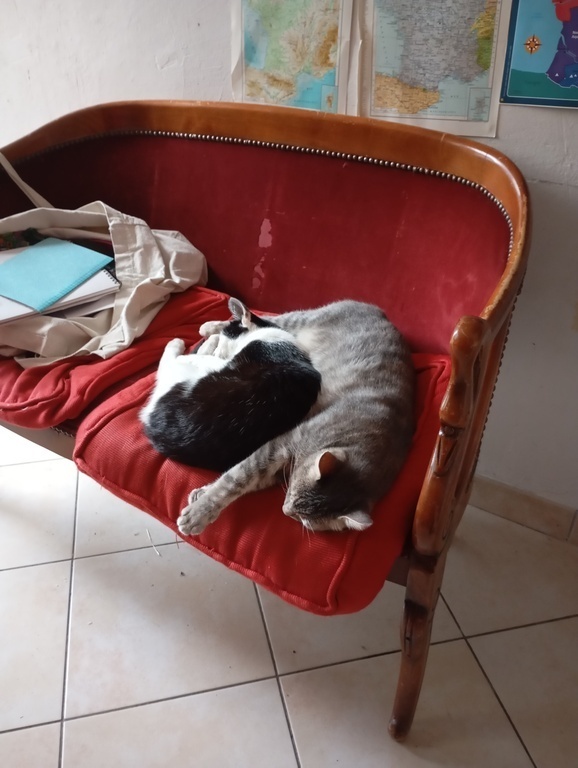 Les chats / the cats 